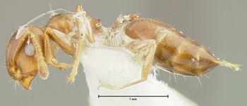 Media type: image; Entomology 26139   Aspect: habitus lateral view